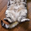 猫の『おヘソ』はどうなっているの？見つけ方のコツから見逃せないサイン…