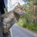 猫とお出かけする時の注意点、そのための準備や安全対策とは？