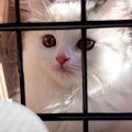 猫が良いごはんを食べていたら…思わぬ場所に『連行される姿』が面白す…