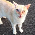 目が腫れてしまった猫…摘出か現状維持か事態の行方は？