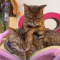 『お花型ベッドを使いたい！』父猫から奪おうとする息子猫