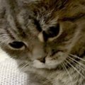 じーっとソファの隙間を見つめる猫→『視線の先』には…まさかの光景が可愛…
