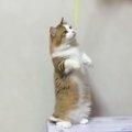 父親の背中を見て育つ子猫達