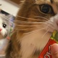 【先住猫 × 新入り子猫】少しずつ縮まっていく距離に胸キュン！