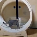 猫の誕生日に『キャットホイール』をあげてみたら…思わず笑みがこぼれ…