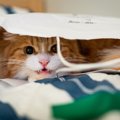 猫が『かなり辛い時』にとる5つの行動　動物病院に連れていくタイミン…