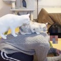 自動給餌器を設置する飼い主にべったりな2匹の猫　思わずほっこりしち…