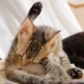 子猫が自分の『お尻のにおい』を嗅いだ結果→可愛すぎる『表情の変化』に癒…