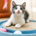 『遊んで欲しい猫』がするアピール4つ