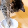 猫の『食環境』を整えるためのポイント5つ！フード別の最適な保存方法…