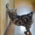 飼い主が愛猫に『やめてほしい』と願う行動4選　どう対処すればいい？試し…