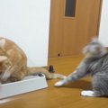 姉猫のしっぽで遊ぶと怒られる子猫…まさかの『怒られない方法』を閃い…