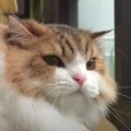 鳥を見つけて…！？怖い顔になってしまった猫くん