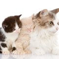 猫の遺伝に関する『豆知識』3選　実はさまざまな特徴に影響を与えてい…