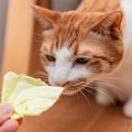 今が旬の『春キャベツ』猫が食べてもOK？与えるときに注意したい3つの…