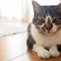 フローリングで猫を飼うのはNG！５つの理由