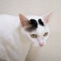 『おしゃべり猫』に話しかけた結果…想像以上の"日本語"で返事を…