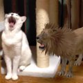 お部屋に猛獣？！猫ちゃんの友達がやってきた？？