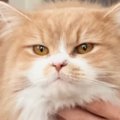 冬はフワフワの毛で覆われている猫→夏になると、『まるで別猫』のようにな…
