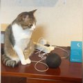 スマートスピーカーに『猫のモノマネして』と指示した結果→隣にいた猫が……