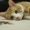 猫に「うるさいなあ」と思われている飼い主の行動３つ