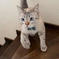 2匹の猫が『階段の上り下り』をすると…『個性あふれる様子』が可愛すぎる…