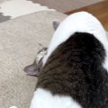 同居猫が馬乗りになって毛づくろいをし始めて…可愛すぎる『表情』に「まん…