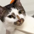 2段ベッドの上段でくつろいでいた猫→下段にいた猫から突然…理不尽すぎる展…