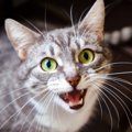愛猫がにゃーにゃー『鳴きながら寄ってくる』のはなぜ？5つのキモチと…