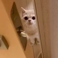 猫の『おかえり』の瞬間を集めてみたら…つぶらな瞳でお迎えをする姿が…