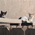 子猫と別々に保護された母猫が、わが子との再会で驚きの行動に！