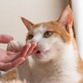 猫が飼い主さんに『甘噛み』をしてくる3つの理由　痛くはなくてもやめ…