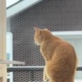 テラスでお留守番していた猫→背後まで来ていた『飼い主』に気づいた瞬…
