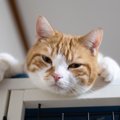 猫の『性格が変わってしまった』原因4つ！病院に連れて行くべき？