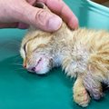 母猫を亡くし瀕死の子猫…里親さんが見つかり幸せを掴む！