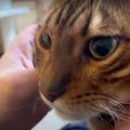 飼い主さんの膝の上でたくさんなでてもらう猫ちゃん…表情は硬いまま！？