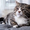 猫の平均寿命は15.45歳！愛猫の長寿で起こる『老後問題』と対策