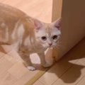 『わっ！』と猫を驚かせてみたら…直後に見せた『予想外のリアクション』が…