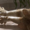 猫の爪を抜く「抜爪手術」とは？メリット、デメリットについて