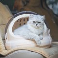 猫の『キャリーバッグ』どれを選べばベスト？タイプ別に特徴やメリットを…