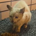 ぼろぼろガリガリの野良猫が保護されて…涙なしには見られない『変化の…