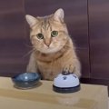 『ベルを鳴らしておやつを催促する猫』が待たされた結果…我慢できずに…