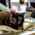 猫の『譲渡会』ってこんなところ！里親になる場合の4つのステップと知…