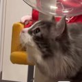 初めての虫に遭遇した猫ちゃん…おしゃべりなリアクションが可愛いと10万再…