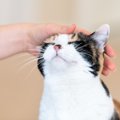 猫の『機嫌が良い』時の仕草4選♪撫でたりしても大丈夫？