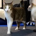 専属トレーナー？ストレッチする飼い主さんを観察する猫さんたち♡