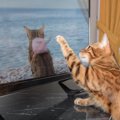 猫が『テレビ』に夢中になっているときの理由4つ　どんな映像に反応す…