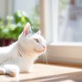 猫にとっての『最高に居心地がいい家』の条件3選　工夫次第で実現できる、…