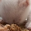 赤ちゃん猫の頃から食い意地が凄い猫→成長すると…予想外のものに興味…