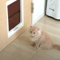 『さみしいにゃ〜！』子猫ちゃんのお留守番を覗き見